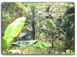 Plot for sale at Elaveeza poonchira