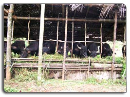 Plot for sale at Elaveeza poonchira