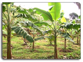 Plot for sale at Elaveeza poonchira