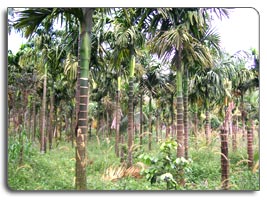 Plot for sale at Elaveeza poonchira