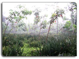 Plot for sale at Aarakkuzha